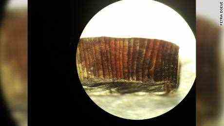 Dieses Mikroskopbild zeigt Ringe in einem Holzfragment aus L'Anse aux Meadows.