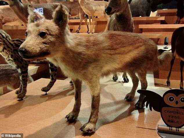 Ohne einen lebenden Wolf, um genetisches Material zu erhalten, verwendeten Wissenschaftler Knochen von konservierten Exemplaren, die in Museen auf der ganzen Welt aufbewahrt werden