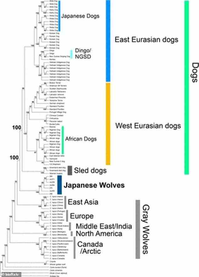 Forscher der japanischen Graduate University for Advanced Studies haben einen evolutionären Baum erstellt, der zeigt, dass der japanische Wolf eine „Schwesterbeziehung“ mit modernen Hunden hat