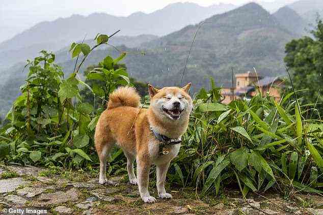 Östliche Hunderassen wie der Shina Ibu (abgebildet) teilen bis zu fünf Prozent DNA mit dem japanischen Wolf, während westliche Rassen wie Deutsche Schäferhunde viel weniger haben