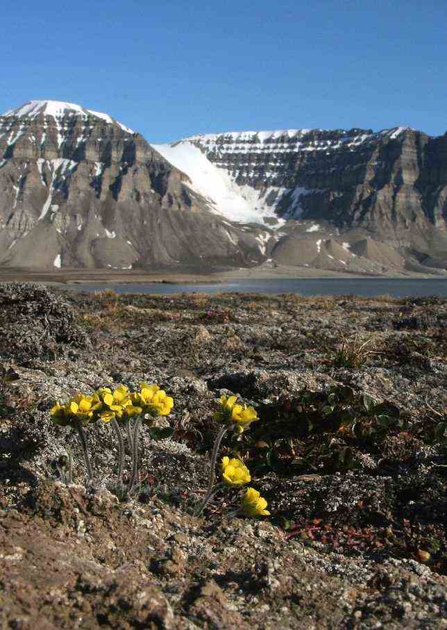 moderne-arktische-landschaft-1