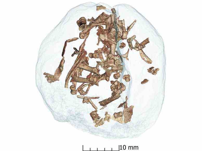 Mussaurus patagonicus Embryo CT-Scan