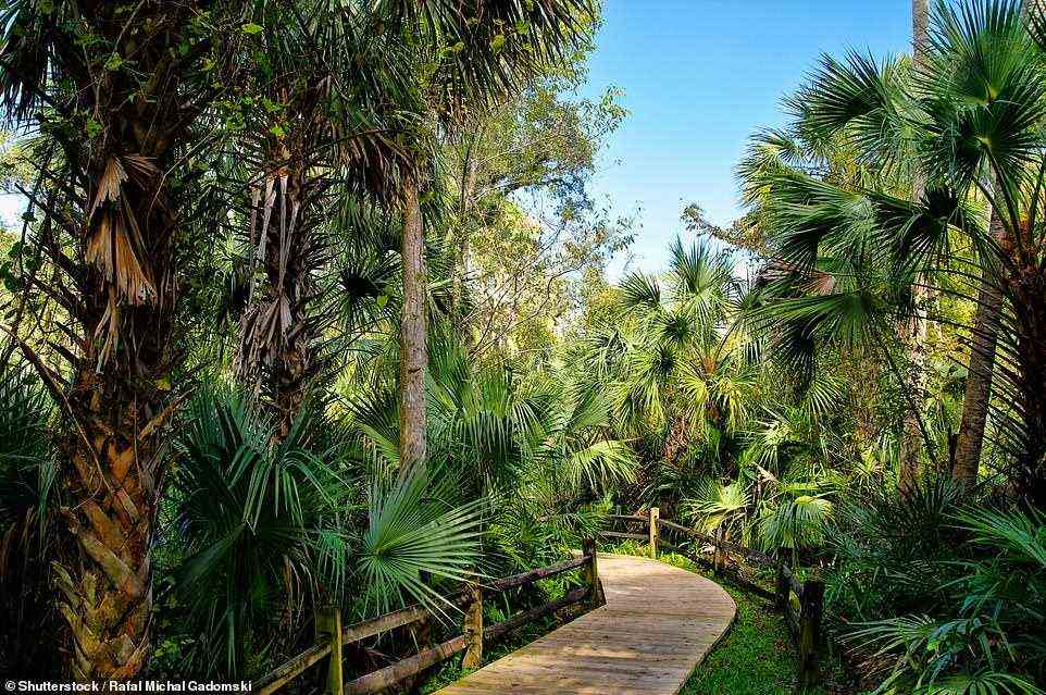 Trek through the Ocala National Forest, pictured, and you'll spot springs and lakes among the oaks and pines