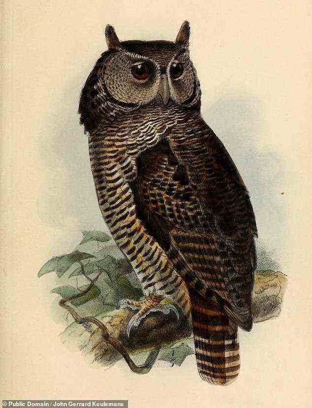 Der Uhu des Shelley wurde erstmals 1872 vom bekannten britischen Ornithologen Richard Bowdler Sharpe – Kurator des Natural History Museum in Londons Vogelsammlung – beschrieben, nachdem er ein Exemplar von einem Jäger in Ghana erworben hatte.  Im Bild: eine Illustration der Eule von 1875