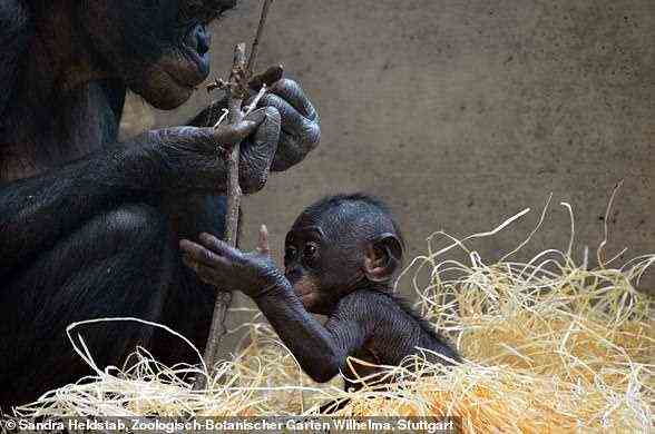 Menschenaffen wie diese Bonobos haben ein großes Gehirn wie der Mensch und können daher sehr geschickte Geschicklichkeit erlernen