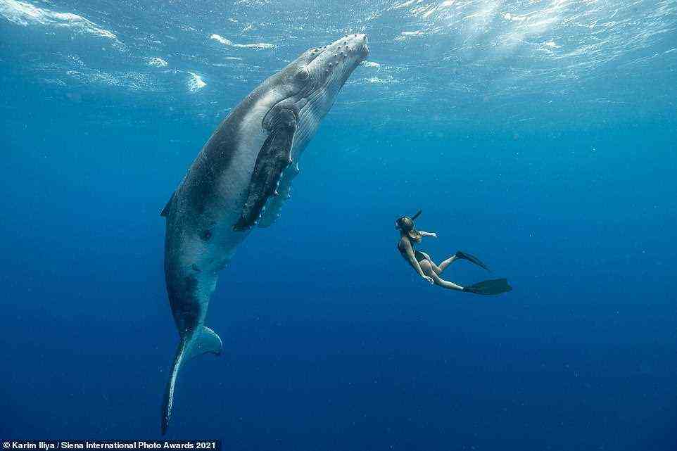 Freediver Brianna Zurlo playing with a giant baby humpback whale, captured by Karim Iliya in a snap that was gilded with an honorable mention in the Journeys & Adventures category