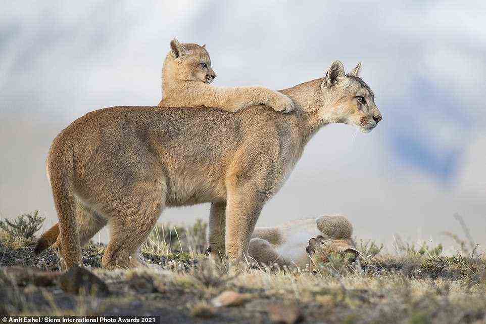 This heartwarming shot by Amit Eshel was given an honorable mention in the Animals In Their Environment category. The photographer explained that his picture, taken in Patagonia, shows a puma kitten jumping on his mother's neck from behind to practice his hunting skills. Amit said he spent weeks following the family, and added: 'The puma of Patagonia have made a phenomenal comeback in recent decades thanks to safeguarding measures'