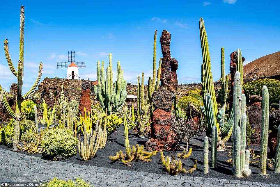 Der Kaktusgarten des berühmten lokalen Künstlers Cesar Manrique ist mit Kakteen jeder Form, Farbe und Größe bepflanzt