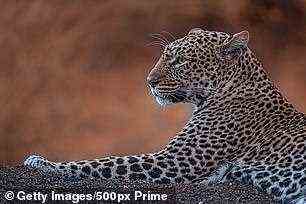Ein Leopard im Tsavo East Nationalpark