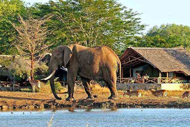 Enge Begegnungen im Satao Camp: Die Tierwelt im Tsavo East National Park gedeiht