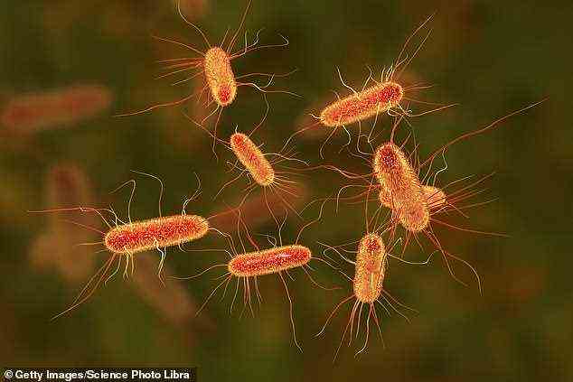 Die harte äußere Membran gramnegativer Bakterien wie E. Coli (im Bild) verhindert, dass Antibiotika in ihre Zellwände eindringen.  Aber die neuen Bilder deuten darauf hin, dass es sich um 
