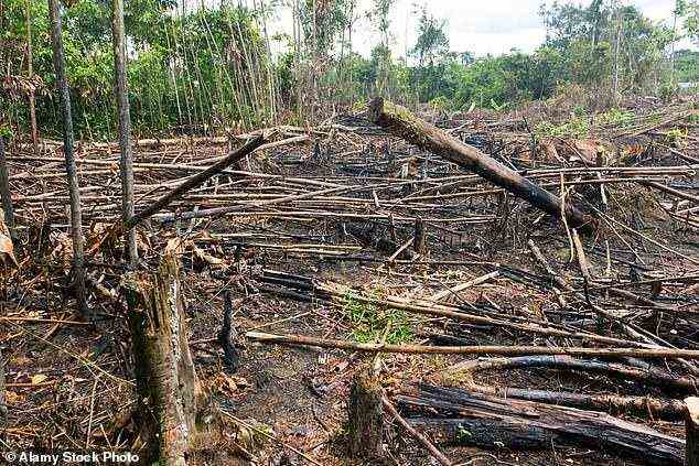 Um Platz für Ackerland zu schaffen, werden große Waldflächen verbrannt, was nicht nur Treibhausgase freisetzt, sondern auch Tiere aus ihren Häusern vertreibt