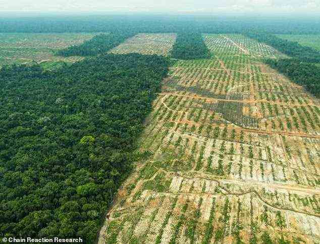 Das Äquivalent von 300 Fußballfeldern Regenwald wird stündlich zerstört, um Platz für Palmölplantagen zu machen (Bild).  Palmöl ist ein wichtiger Bestandteil vieler verschiedener Bonbons