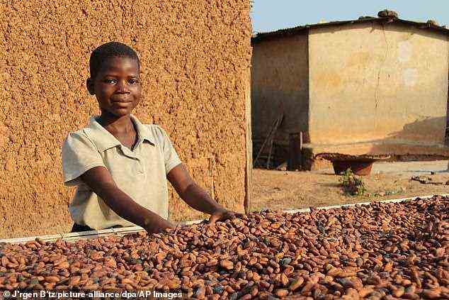 Die Massenproduktion von Süßigkeiten ist nicht nur umweltschädlich, sondern auch menschenrechtswidrig.  Trotz ihrer Zusagen arbeiteten 2018 und 2019 nach neuesten Daten etwa 1,5 Millionen Kinder auf Kakaofarmen in Westafrika