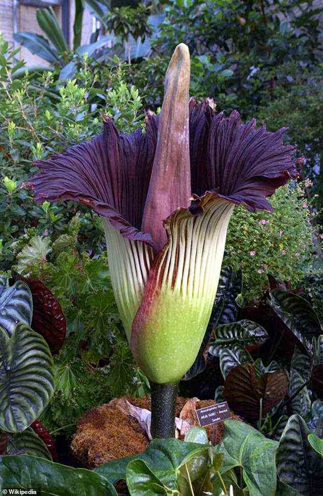 Neben ihrer eindrucksvollen Form und Größe ist die Pflanze für den schädlichen Geruch nach Fäulnis bekannt, den sie abgibt, wenn sie zu blühen beginnt