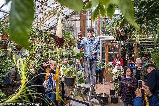 Besucher des Hortus botanicus Leiden konnten eine Leiter erklimmen, um in die Blüte zu blicken, die sich am Ende eines 6 Fuß langen Stängels befand