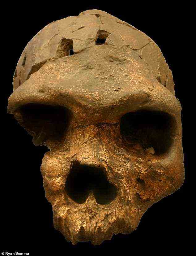 In ihrer neuen Analyse vermuten die Forscher, dass ein in Bodo D'ar, Äthiopien gefundener Schädel weder zu H. heidelbergensis noch zu H. rhodesiensis gehört, sondern eine völlig neue Art ist