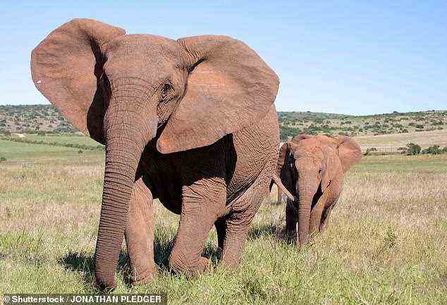 Laut Wissenschaftlern, die in einer neuen Studie schreiben, die vermuten, dass dies auf Elfenbeinwilderei zurückzuführen ist, entwickeln sich weibliche afrikanische Elefanten „sehr schnell“, um stoßzahnlos zu werden