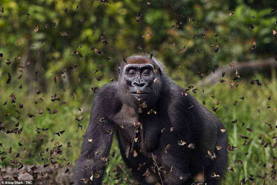 Introducing the grand prize winner, captured by Shah. A female gorilla named 'Malui' is seen walking through a flutter of butterflies she has disturbed in the forest. The image was taken in the Bai Hokou camp in Dzanga-Sangha Forest Reserve, which lies in the southwest of the Central African Republic