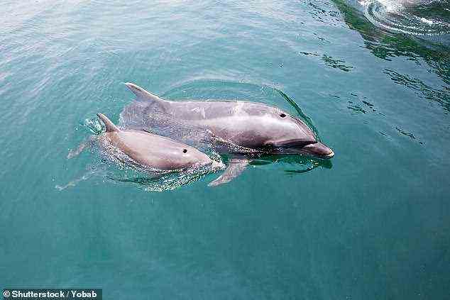 Delfine, die vor der Küste von Wales schwimmen – bei denen festgestellt wurde, dass sie ihren eigenen „walisischen Akzent“ haben – sprechen schneller als anderswo auf der Welt, wie Untersuchungen ergeben (Bild)