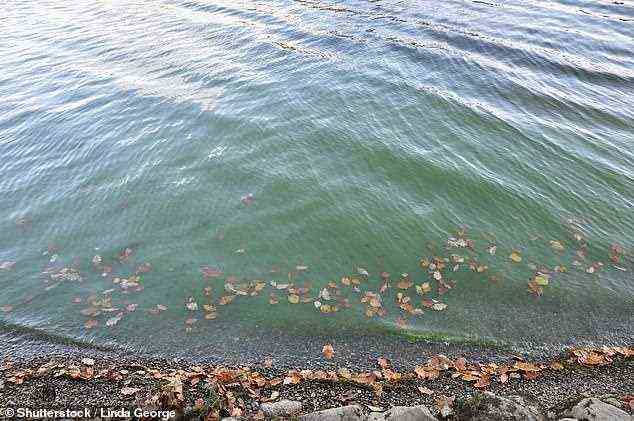 Der Lake Windermere in Cumbria könnte in den nächsten Jahren aufgrund der ins Wasser gepumpten Abwassermenge „ökologisch tot“ sein, warnten Aktivisten.  Bild einer Bildagentur