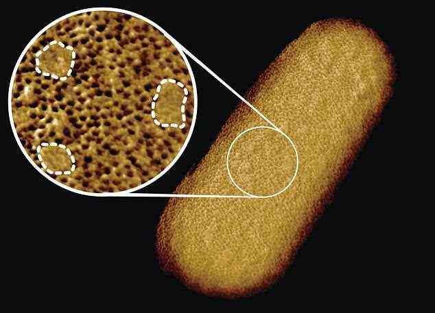 Die Forscherin Georgina Benn hat die gesamte Oberfläche eines E. coli-Bakteriums mit einer Auflösung von weniger als fünf Nanometern oder etwa 1/10.000 der Dicke eines menschlichen Haares abgebildet.