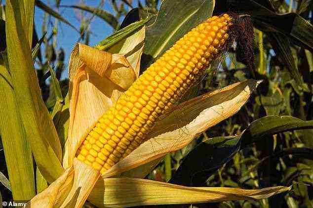 Wissenschaftler der University of Illinois testeten die Verdrängungstoleranz von Maishybriden aus dem Jahr 1934 und stellten fest, dass die Erträge pro Jahrzehnt um eine Dritteltonne gestiegen sind