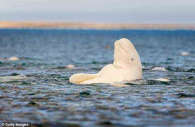 Rätsel: Die Entdeckung eines einsamen Beluga-Wals vor der Küste von Seattle – fast 2.500 Meilen von seiner nächsten Population in Alaska entfernt – hat Wissenschaftler verblüfft (stockfoto)