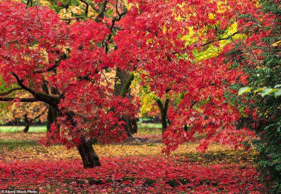 Die spektakuläre Acer Glade in Westonbirt bei Bath, das bekannteste Arboretum des Landes