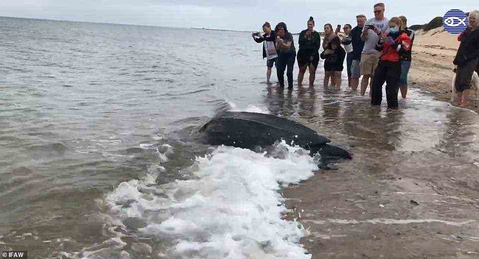 Eine 600 Pfund schwere Lederschildkröte wurde am Dienstag sicher ins Meer zurückgebracht, nachdem Freiwillige geholfen hatten, sie aus einem Flusswatt zu befreien