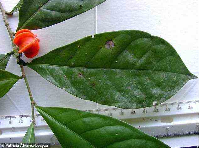 Ein Exemplar eines Blattes und einer winzigen orangefarbenen Frucht der 'Mystery Plant', die jetzt Aenigmanu alvareziae getauft wird