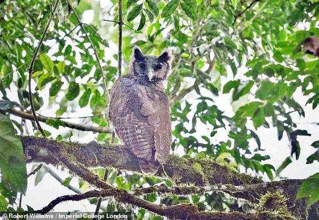 Eine riesige Eule, die seit 150 Jahren nicht mehr in freier Wildbahn gesichtet wurde, wurde in einem Regenwald in Ghana gesichtet – was Hoffnungen auf das Überleben der gefährdeten Art weckt.  Im Bild: der Uhu der Shelley