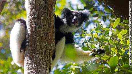 Diese Lemuren könnten einen Grammy für ihre rhythmischen Gesangsfähigkeiten gewinnen
