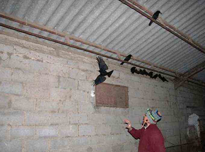 eine Person in einem Gebäude, die versucht, einen Vogel zu fangen