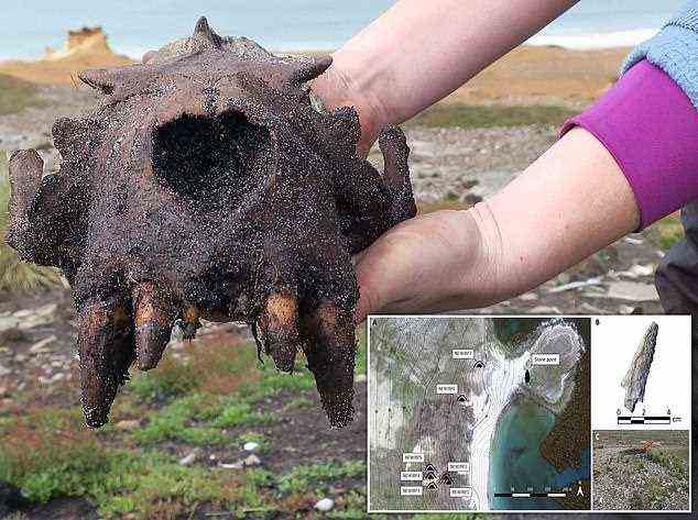 Auf New Island wurden Seelöwenknochen (im Bild: ein männlicher Seelöwenschädel) gefunden, fügte die Studie hinzu