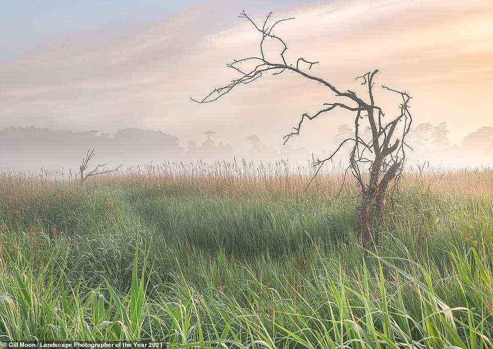 Photographer Gill Moon reveals that a 'misty morning sunrise over the grazing marsh at Ramsholt in Suffolk' is shown in this beautiful photograph, adding: 'This area of marsh sits beside the River Deben and is one of my favourite locations in Suffolk.' The picture is runner-up in the Classic View category. Moon notes: 'I was particularly drawn to the light on the reeds and the way these two trees seemed to reach out to each other'