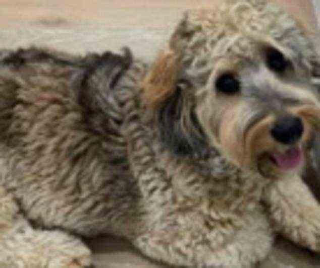 Seven, Plancks Hund, wurde am 17. Oktober auf den Fluren eines Wohnhauses in der Innenstadt von Los Angeles gefunden