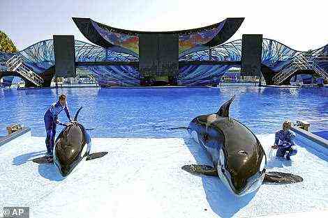 SeaWorld-Trainer arbeiten 2014 mit zwei Orcas für eine Show in Orlando