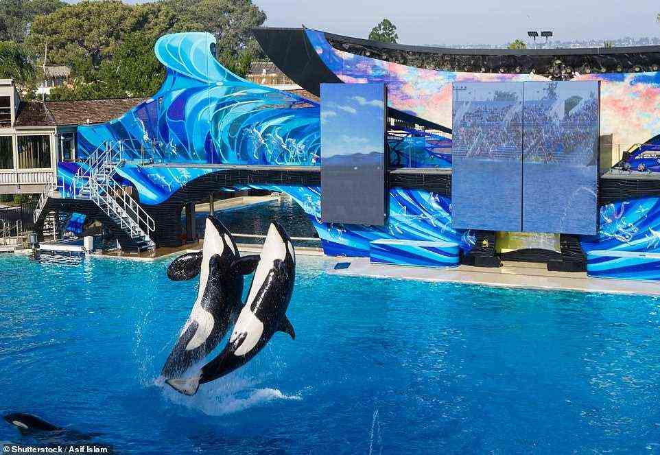 Orcas treten in San Diego auf.  SeaWorld beendete sein Orca-Zuchtprogramm im März 2016 nach jahrelangem Druck von Aktivisten