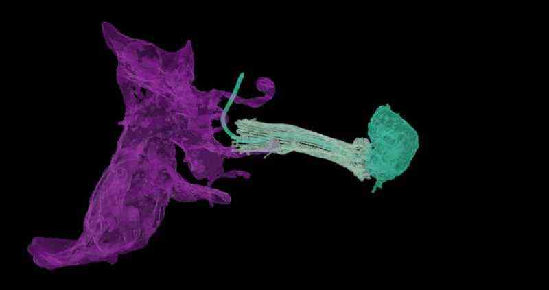 eine violette Neuroidzelle neben einer Wasserverdauungszelle
