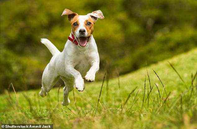 Jack Russell Terrier sind am anfälligsten für Augenerkrankungen und mangelnde Koordination