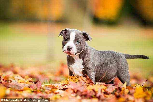 Staffordshire Bullterrier sind eine beliebte Hunderasse, die unter Haut- und Augenerkrankungen leiden kann