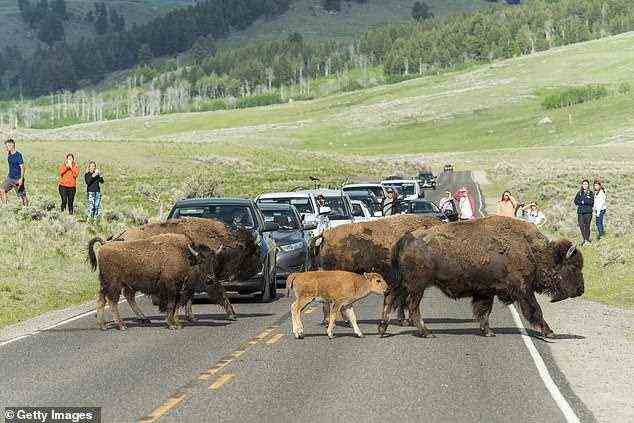 Im Bild: Besucher beobachten Bisons und ihre Neugeborenen, die am 8. Juni 2021 im Yellowstone-Nationalpark die Straße überqueren