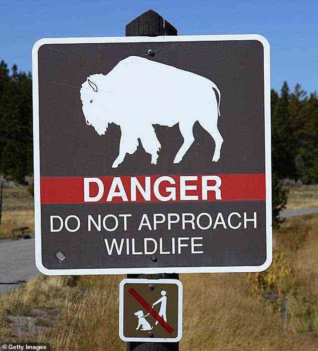 Ein abgebildetes Schild im Yellowstone-Nationalpark warnt Besucher davor, sich Bisons und anderen Wildtieren im Park zu nähern