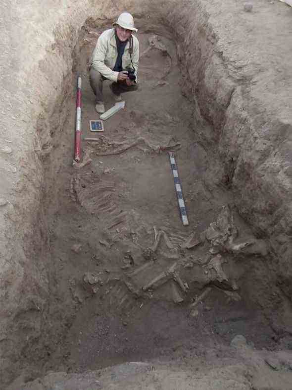 Ausgrabungen: Die Tiere wurden nach ihrem Tod neben ihren Herrschern begraben