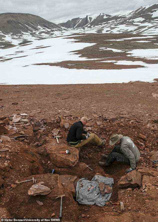 Im Bild die paläontologische Ausgrabung des Teams in Grönland.  Der neu entdeckte Pflanzenfresser war über 4 m lang, 5 m hoch und wog bis zu einer Tonne