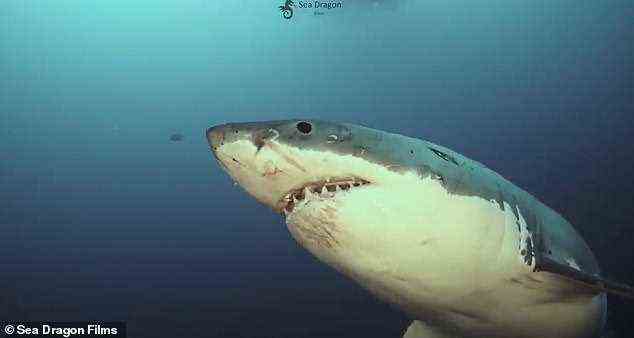 Der Hai ist mit Kratzern und Wunden übersät, die oft auf die Jagd oder auf Schrott mit anderen Haien zurückzuführen sind
