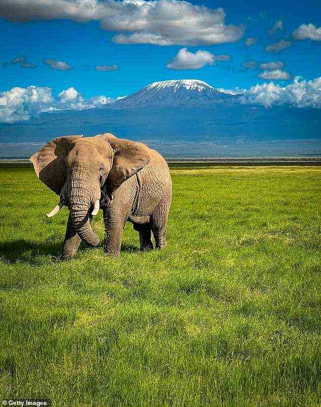 Das Team beschreibt, dass der Schädel einem männlichen L. adaurora gehört, der etwa neun Tonnen wog und wahrscheinlich etwa 12 Fuß an der Schulter stand – größer als der durchschnittliche männliche Elefant der Neuzeit.  Der durchschnittliche Elefant von heute (im Bild) wiegt etwa sieben Tonnen und ist etwa 2 bis 3 Meter groß