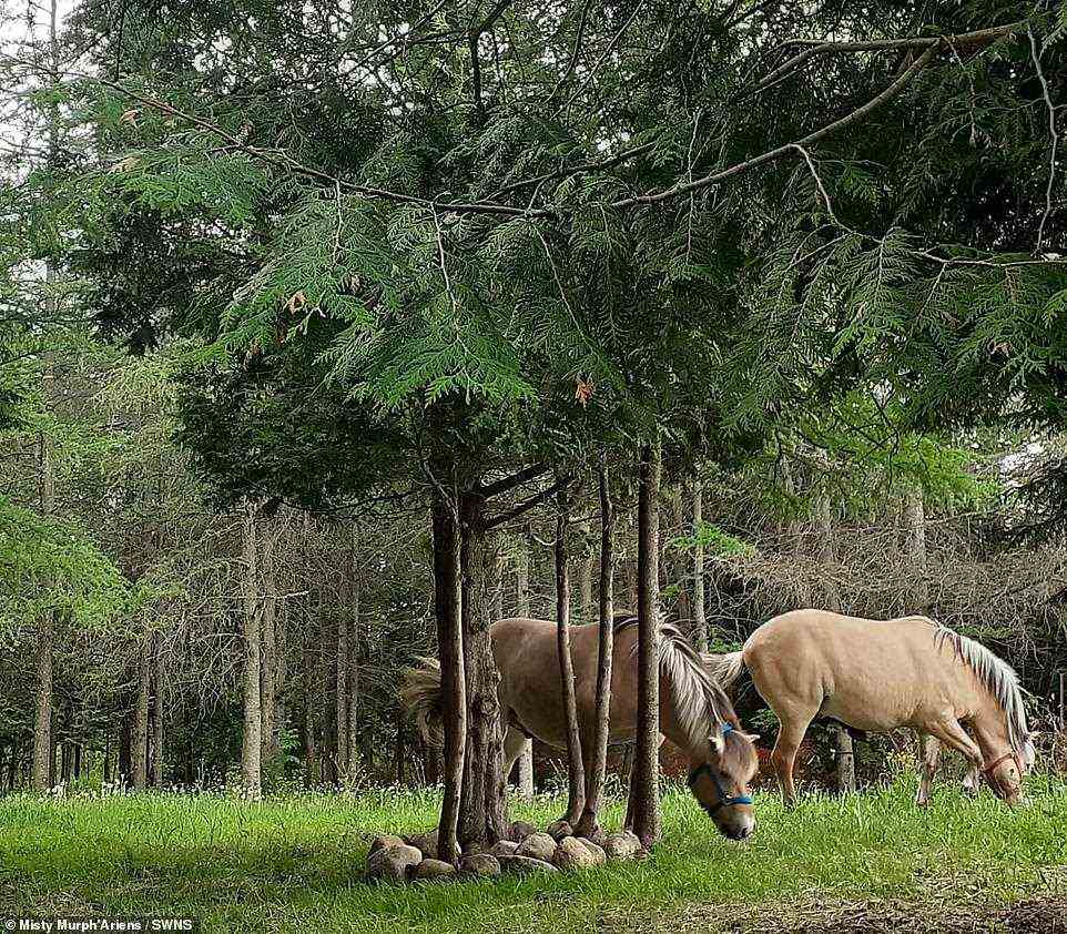 Leben auf dem Bauernhof: Zusätzlich zu ihren Pferden haben sie mehr Tiere, die sie als Nahrung verwenden und Produkte aus einem Garten beziehen