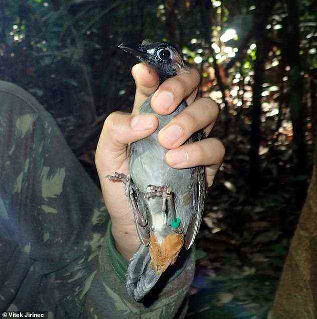 Abgebildet ist eine schwarzgesichtige Antthrush (Formicarius analis).  Die Studie zeigt, dass sich tropische Vögel im Herzen des größten Regenwaldes der Welt als Reaktion auf den Druck des vom Menschen verursachten Klimawandels schnell entwickeln